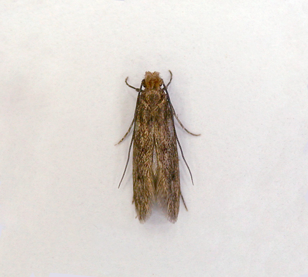 Case-Bearing Moth