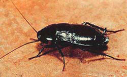 oriental cockroach