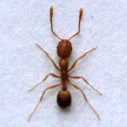 pharaoh ant